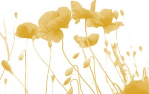Mohnblumen