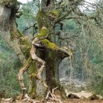 Meister Baum - Weisheit aus der Wurzelwelt, Aubinger Lohe