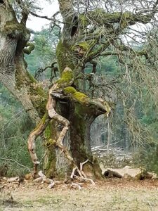 Meister Baum