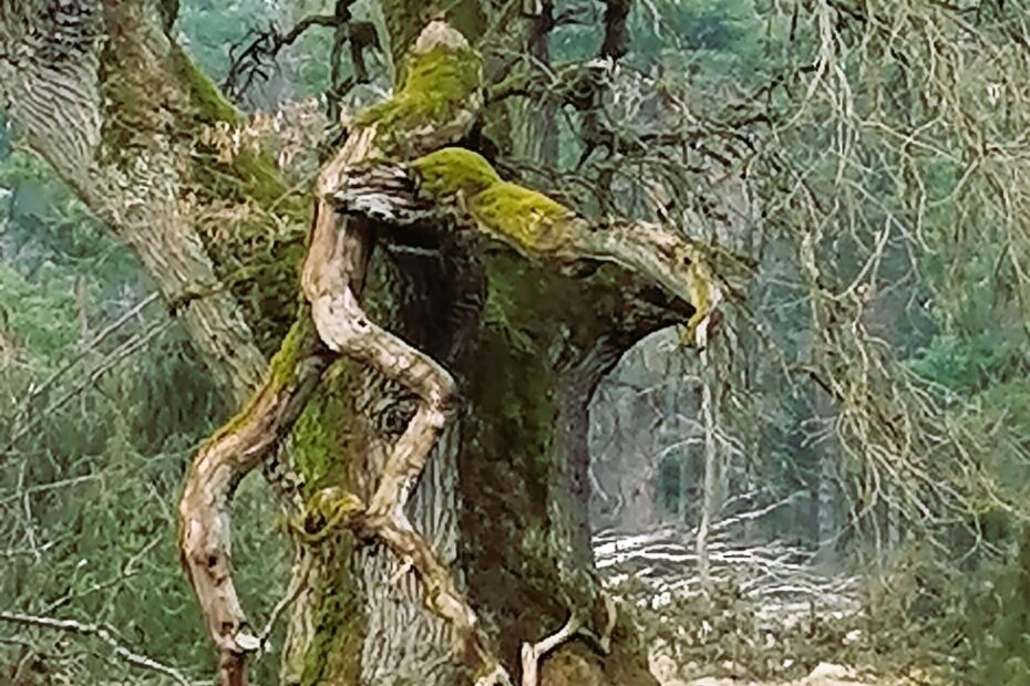 Meister Baum