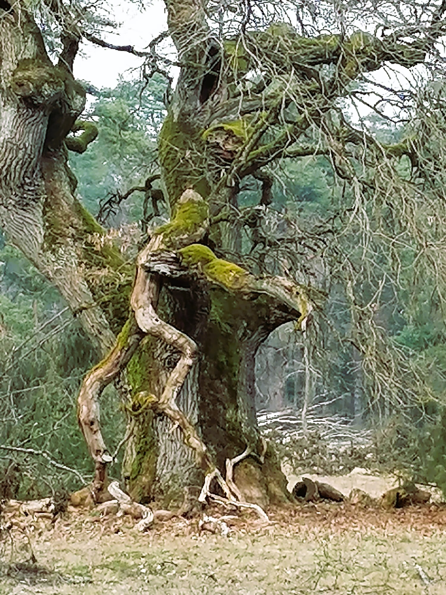 Meister Baum - Weisheit aus der Wurzelwelt, Aubinger Lohe