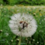 Wilde Stille - Meditation im Stadtpark München-Pasing