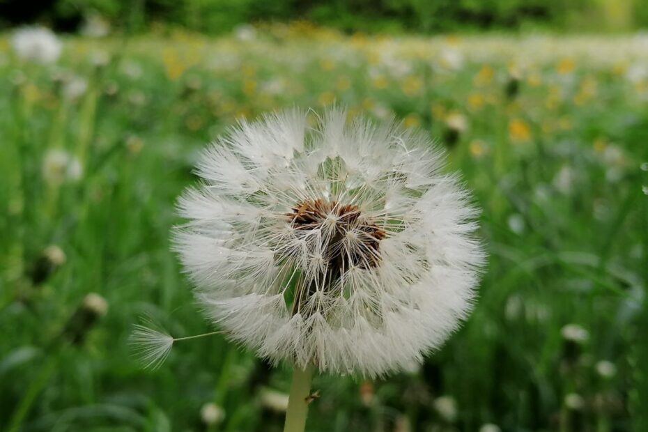 Pusteblume